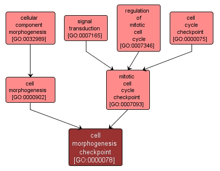 GO:0000078 - cell morphogenesis checkpoint (interactive image map)