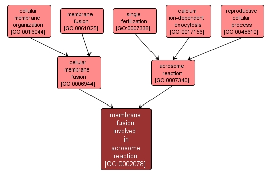 GO:0002078 - membrane fusion involved in acrosome reaction (interactive image map)