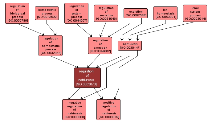 GO:0003078 - regulation of natriuresis (interactive image map)