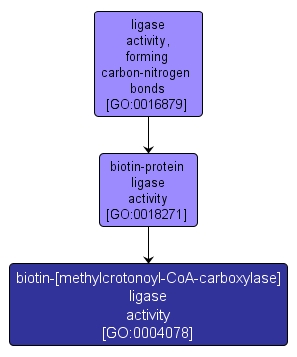 GO:0004078 - biotin-[methylcrotonoyl-CoA-carboxylase] ligase activity (interactive image map)