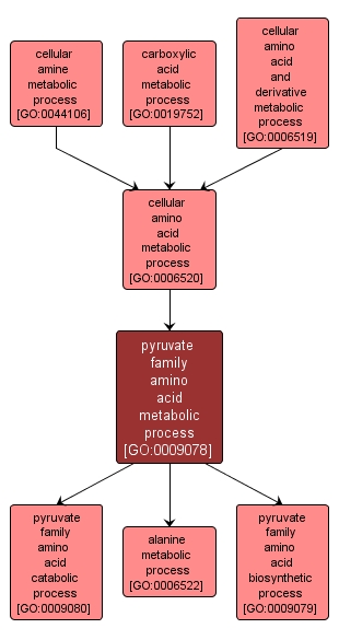 GO:0009078 - pyruvate family amino acid metabolic process (interactive image map)