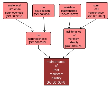 GO:0010078 - maintenance of root meristem identity (interactive image map)