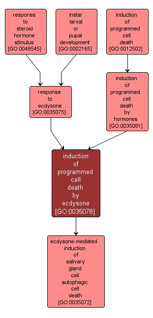 GO:0035078 - induction of programmed cell death by ecdysone (interactive image map)