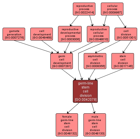 GO:0042078 - germ-line stem cell division (interactive image map)