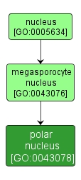 GO:0043078 - polar nucleus (interactive image map)