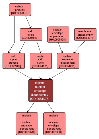 GO:0051078 - meiotic nuclear envelope disassembly (interactive image map)