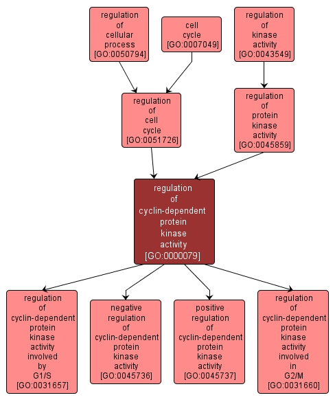 GO:0000079 - regulation of cyclin-dependent protein kinase activity (interactive image map)