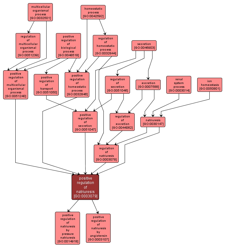 GO:0003079 - positive regulation of natriuresis (interactive image map)