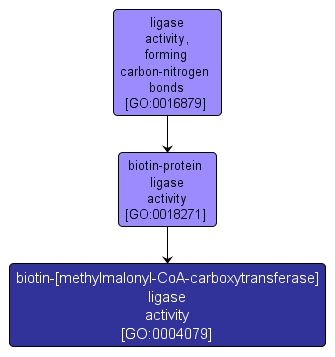 GO:0004079 - biotin-[methylmalonyl-CoA-carboxytransferase] ligase activity (interactive image map)