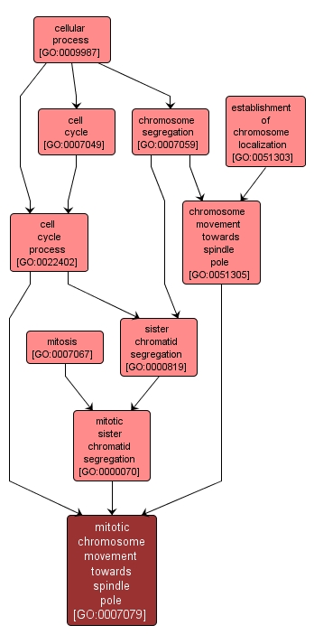 GO:0007079 - mitotic chromosome movement towards spindle pole (interactive image map)