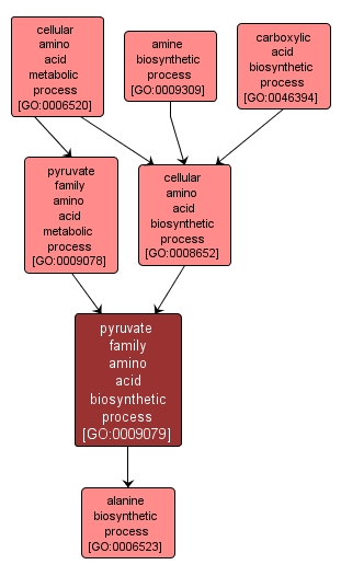 GO:0009079 - pyruvate family amino acid biosynthetic process (interactive image map)