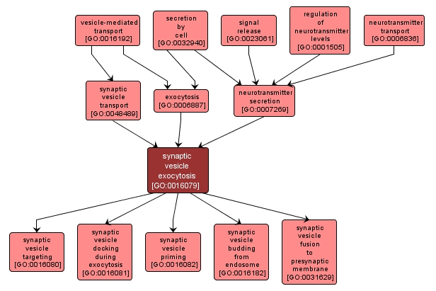 GO:0016079 - synaptic vesicle exocytosis (interactive image map)
