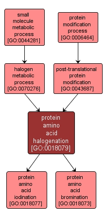 GO:0018079 - protein amino acid halogenation (interactive image map)