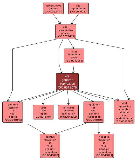 GO:0019079 - viral genome replication (interactive image map)