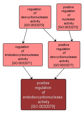 GO:0032079 - positive regulation of endodeoxyribonuclease activity (interactive image map)