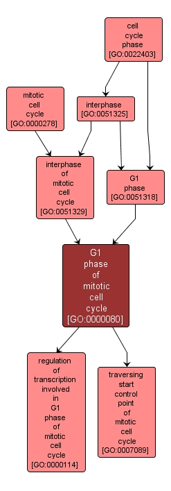 GO:0000080 - G1 phase of mitotic cell cycle (interactive image map)
