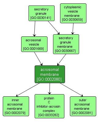 GO:0002080 - acrosomal membrane (interactive image map)