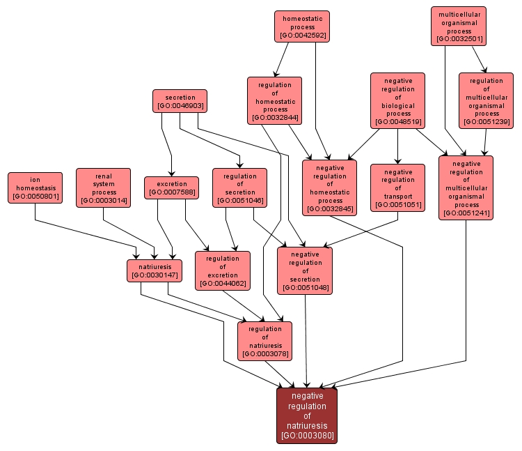 GO:0003080 - negative regulation of natriuresis (interactive image map)