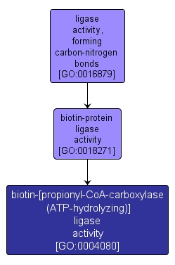 GO:0004080 - biotin-[propionyl-CoA-carboxylase (ATP-hydrolyzing)] ligase activity (interactive image map)