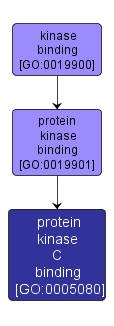 GO:0005080 - protein kinase C binding (interactive image map)