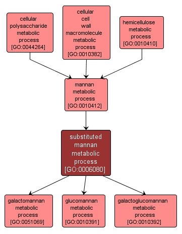 GO:0006080 - substituted mannan metabolic process (interactive image map)