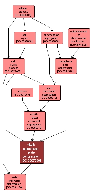 GO:0007080 - mitotic metaphase plate congression (interactive image map)