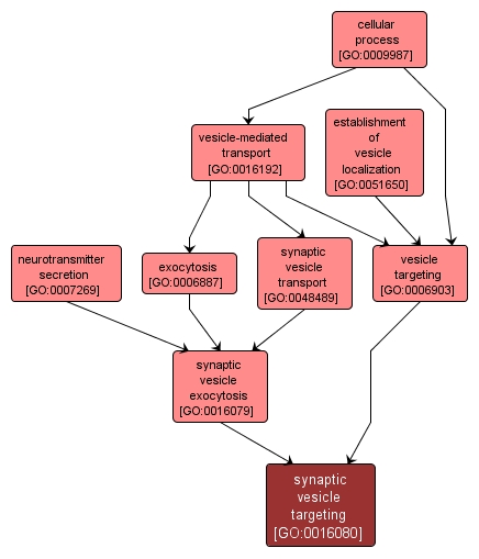 GO:0016080 - synaptic vesicle targeting (interactive image map)