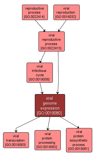 GO:0019080 - viral genome expression (interactive image map)