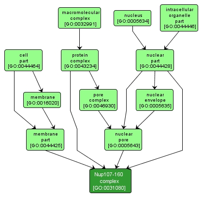 GO:0031080 - Nup107-160 complex (interactive image map)