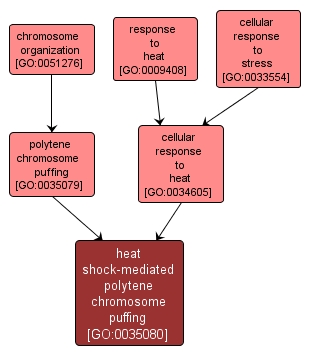 GO:0035080 - heat shock-mediated polytene chromosome puffing (interactive image map)