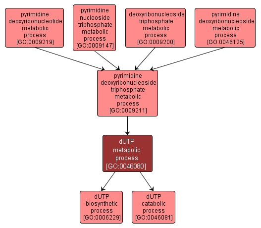 GO:0046080 - dUTP metabolic process (interactive image map)