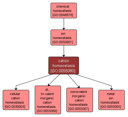 GO:0055080 - cation homeostasis (interactive image map)