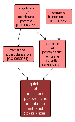 GO:0060080 - regulation of inhibitory postsynaptic membrane potential (interactive image map)