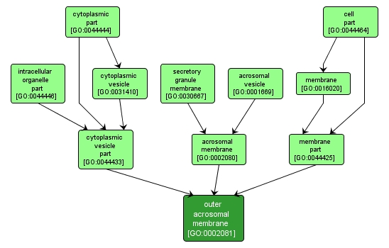 GO:0002081 - outer acrosomal membrane (interactive image map)
