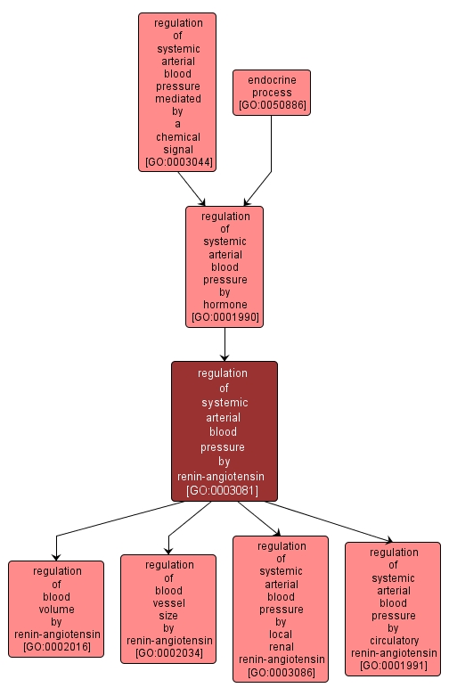 GO:0003081 - regulation of systemic arterial blood pressure by renin-angiotensin (interactive image map)