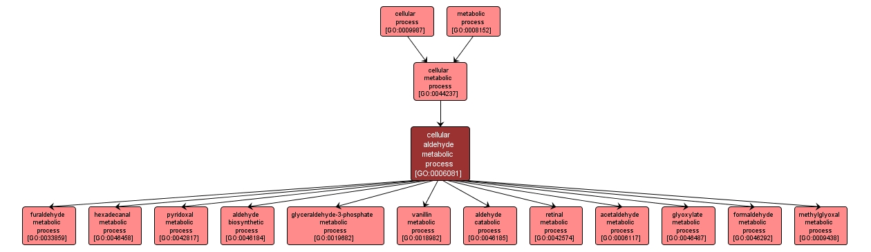 GO:0006081 - cellular aldehyde metabolic process (interactive image map)