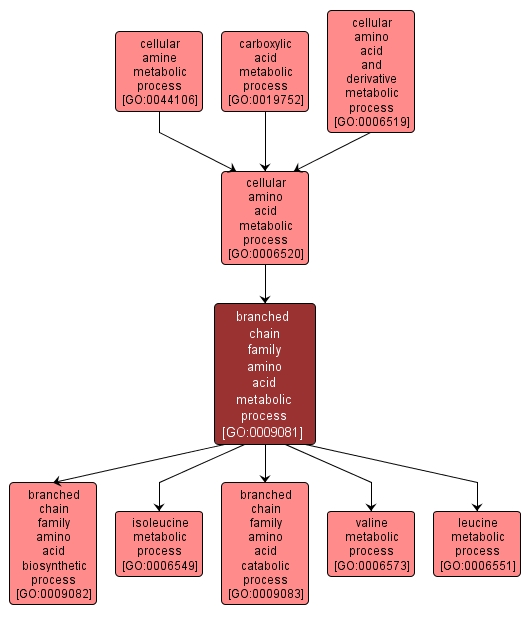 GO:0009081 - branched chain family amino acid metabolic process (interactive image map)