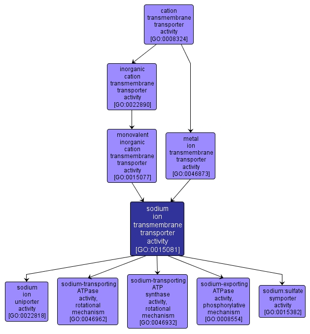 GO:0015081 - sodium ion transmembrane transporter activity (interactive image map)