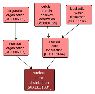 GO:0031081 - nuclear pore distribution (interactive image map)