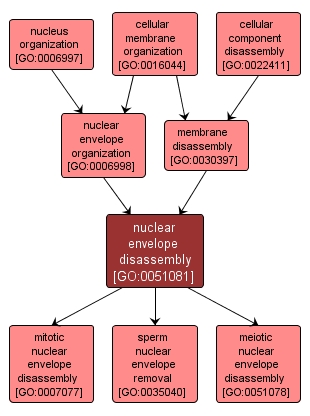 GO:0051081 - nuclear envelope disassembly (interactive image map)