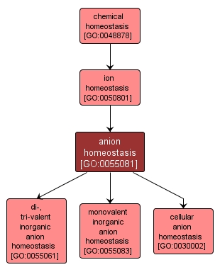 GO:0055081 - anion homeostasis (interactive image map)