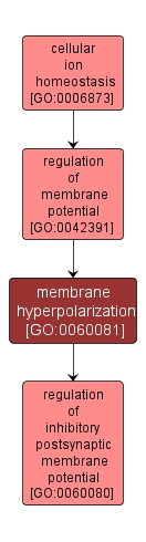 GO:0060081 - membrane hyperpolarization (interactive image map)