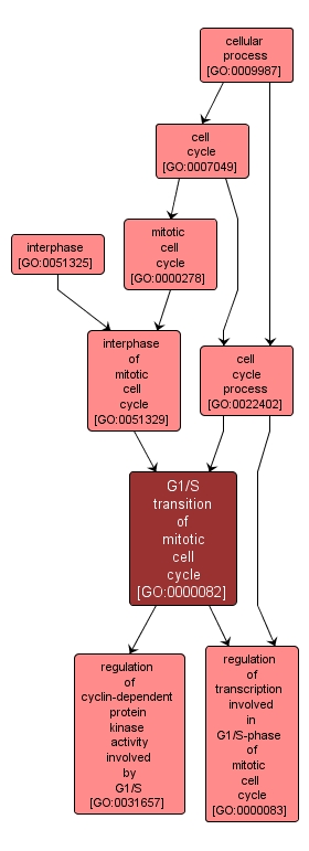 GO:0000082 - G1/S transition of mitotic cell cycle (interactive image map)