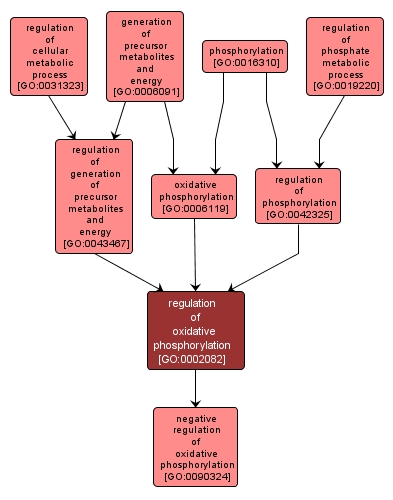 GO:0002082 - regulation of oxidative phosphorylation (interactive image map)