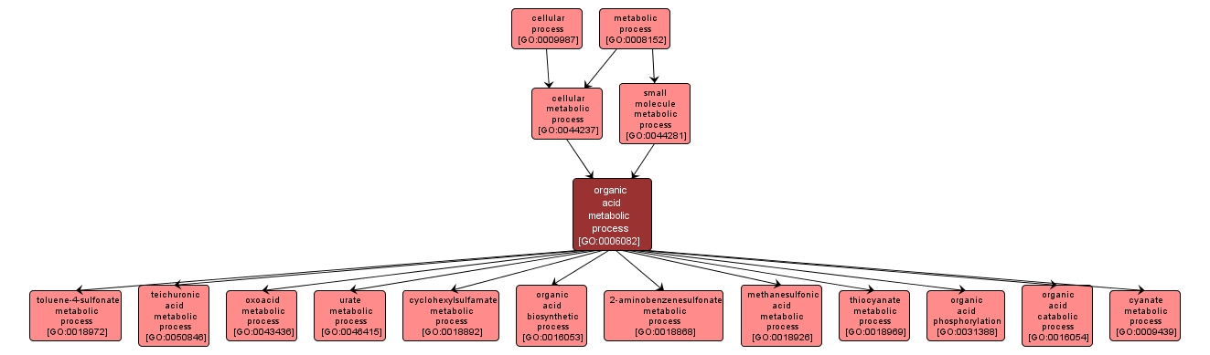 GO:0006082 - organic acid metabolic process (interactive image map)