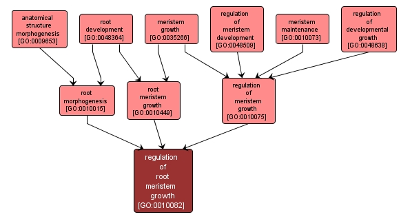 GO:0010082 - regulation of root meristem growth (interactive image map)