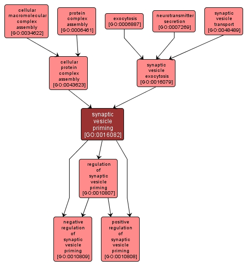 GO:0016082 - synaptic vesicle priming (interactive image map)