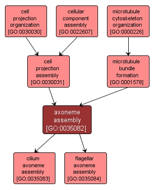 GO:0035082 - axoneme assembly (interactive image map)