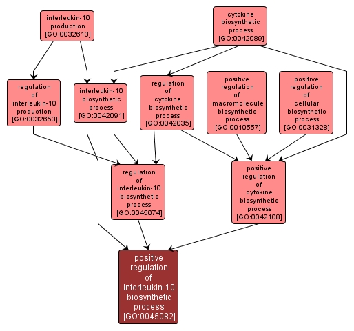 GO:0045082 - positive regulation of interleukin-10 biosynthetic process (interactive image map)