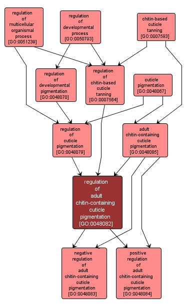 GO:0048082 - regulation of adult chitin-containing cuticle pigmentation (interactive image map)